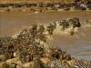 Africa Nature Animals (24)